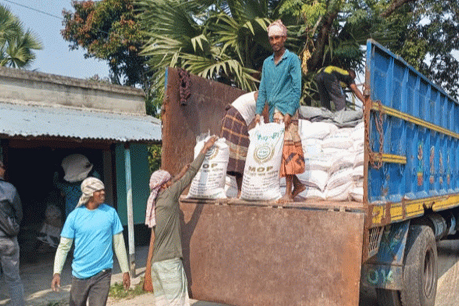 রাজশাহীতে সারের সংকট বিপাকে আলুচাষিরা