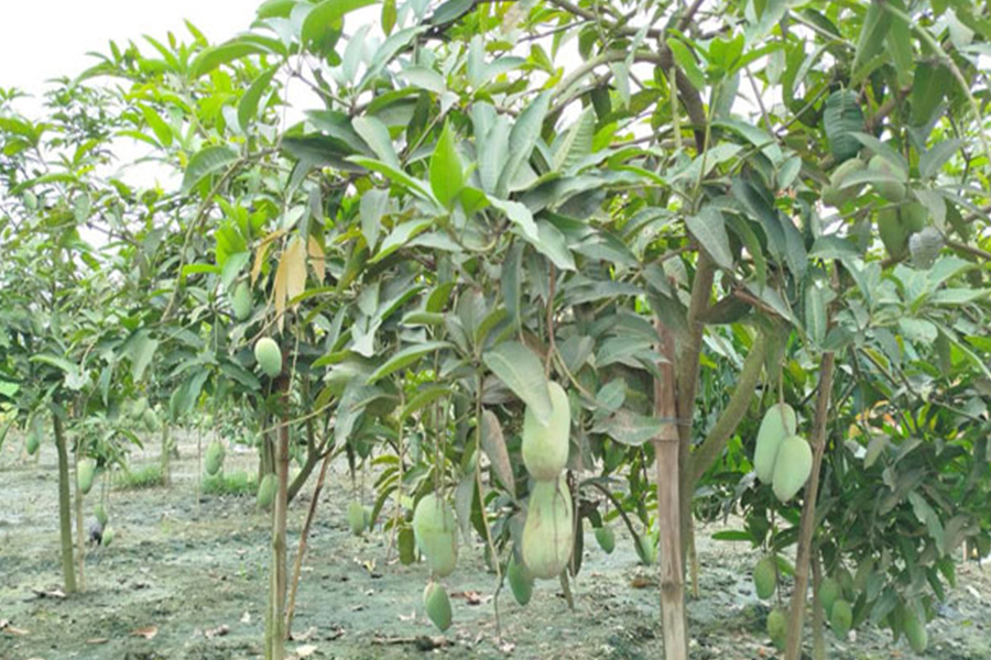 রাজশাহী বরেন্দ্রে আবারো আমের মৌসুম