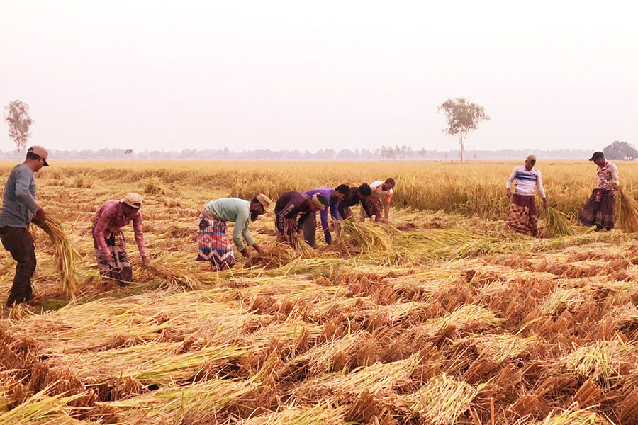 আমন ধান ঘরে তুলতে উৎসবে মেতেছে কৃষান-কৃষাণি