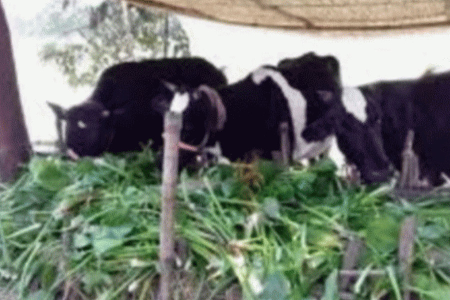 রাজশাহী তানোরে গো-খাদ্যর সংকট বিপাকে গৃহস্থ-খামারি