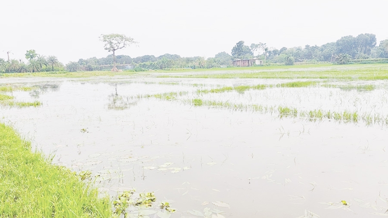 রাজশাহীর দুর্গাপুরে পানির নিচে ৫০০ বিঘা জমি