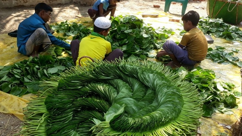 মিষ্টি পানের বাজারে বিশাল আকারের দর পতন