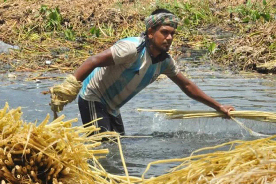 রাজশাহী পাটের বাম্পার ফলনের স্বপ্ন কৃষকের চোখে