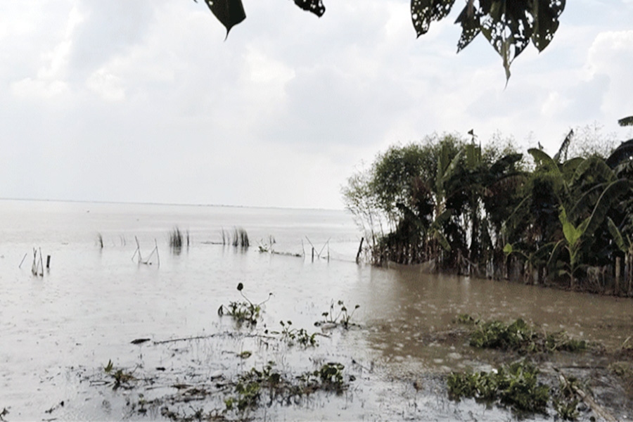 রাজশাহীতে পদ্মার ভাঙ্গনে ১৫টি বাড়ি বিলীন, আতঙ্কে চরবাসী