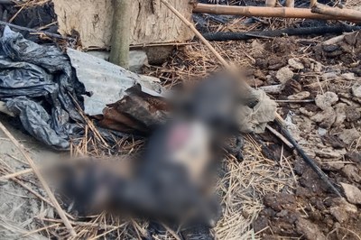 কেন্দুয়ায় আগুনে পুড়ল গরু-ছাগল-কবুতর, নিঃস্ব মঞ্জুরুলের পরিবার