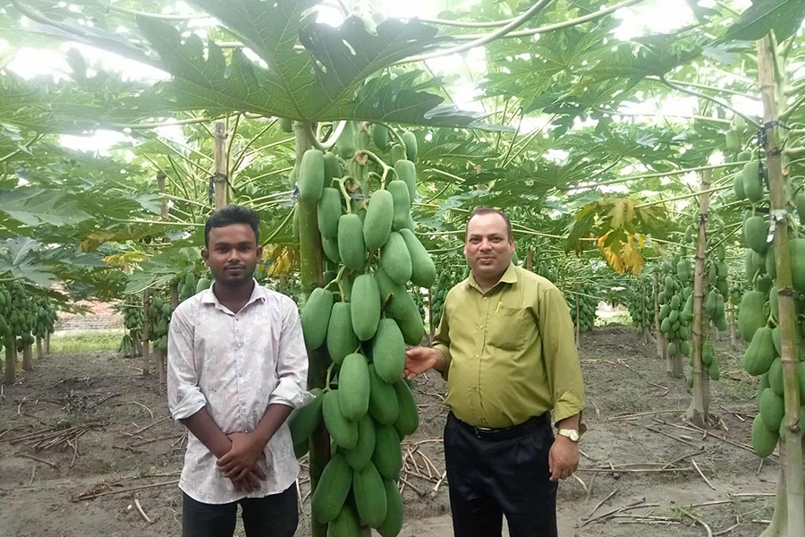টাঙ্গাইলে পেঁপের বাম্পার ফলন