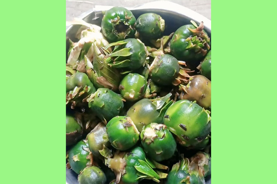 হারিয়ে যাচ্ছে জলাভূমির ফল ঢ্যাপ