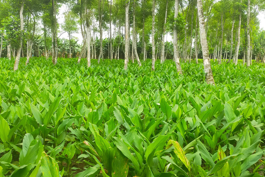 হলুদের বাম্পার ফলনের সম্ভাবনা